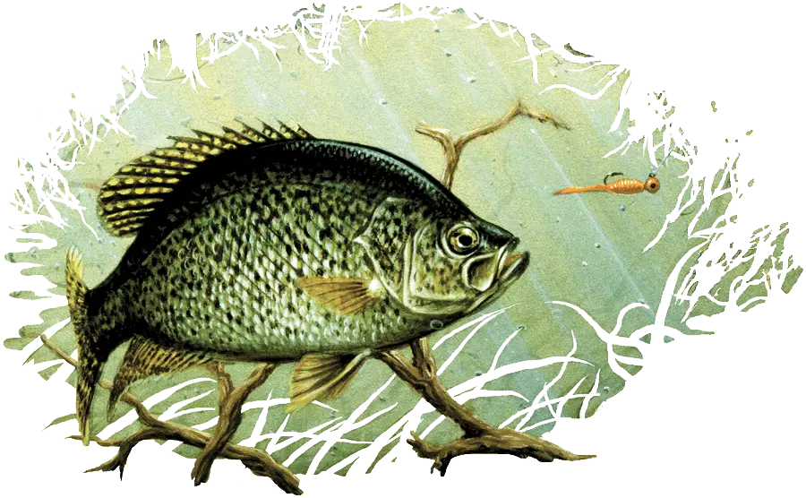 Water Color Painting of a Black Crappie and branches