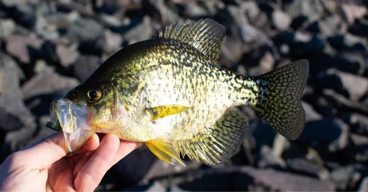 Small crappie held in a hand