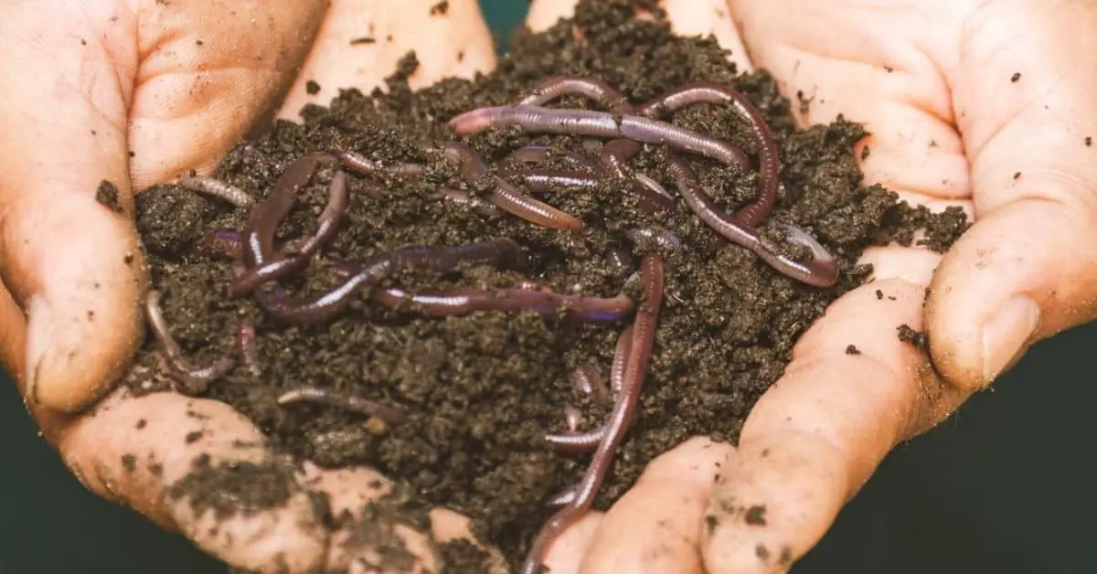 Hand holding earth worms.