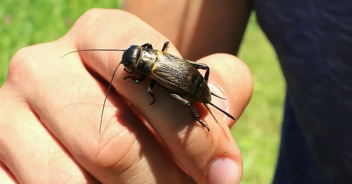 Using live crickets for fishing is a great way to boost your chances of a successful catch.