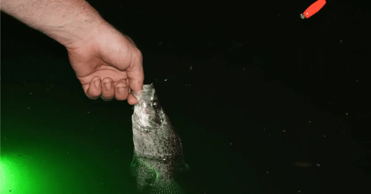 Pulling a crappie out of the water that is illuminated by a glow stick