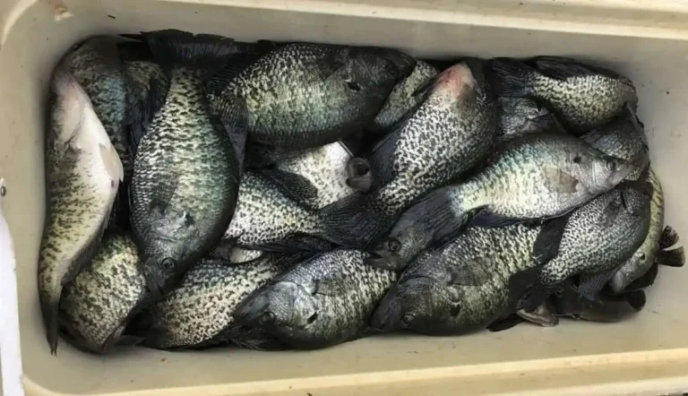 Crappie Fishing Strategies for Cool Weather: Dominating Fall Crappie on Your Favorite Lake