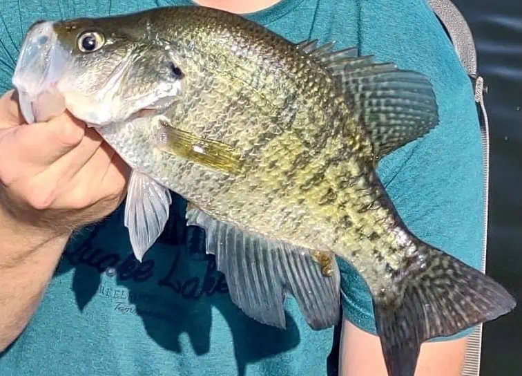 Boy in blue shirt holding a large crappie